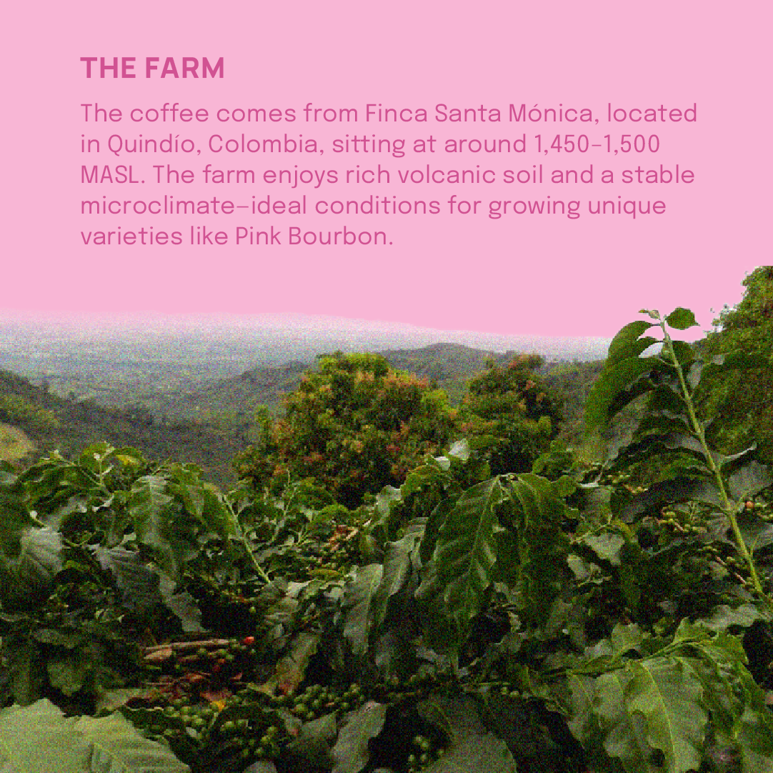 Jairo Arcila Pink Bourbon