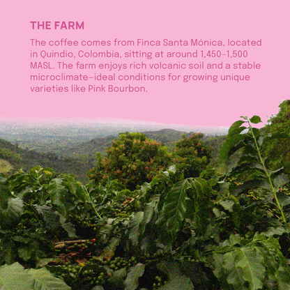Jairo Arcila Pink Bourbon